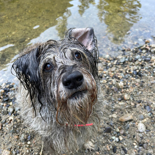 facing obstacles: adapting like dogs